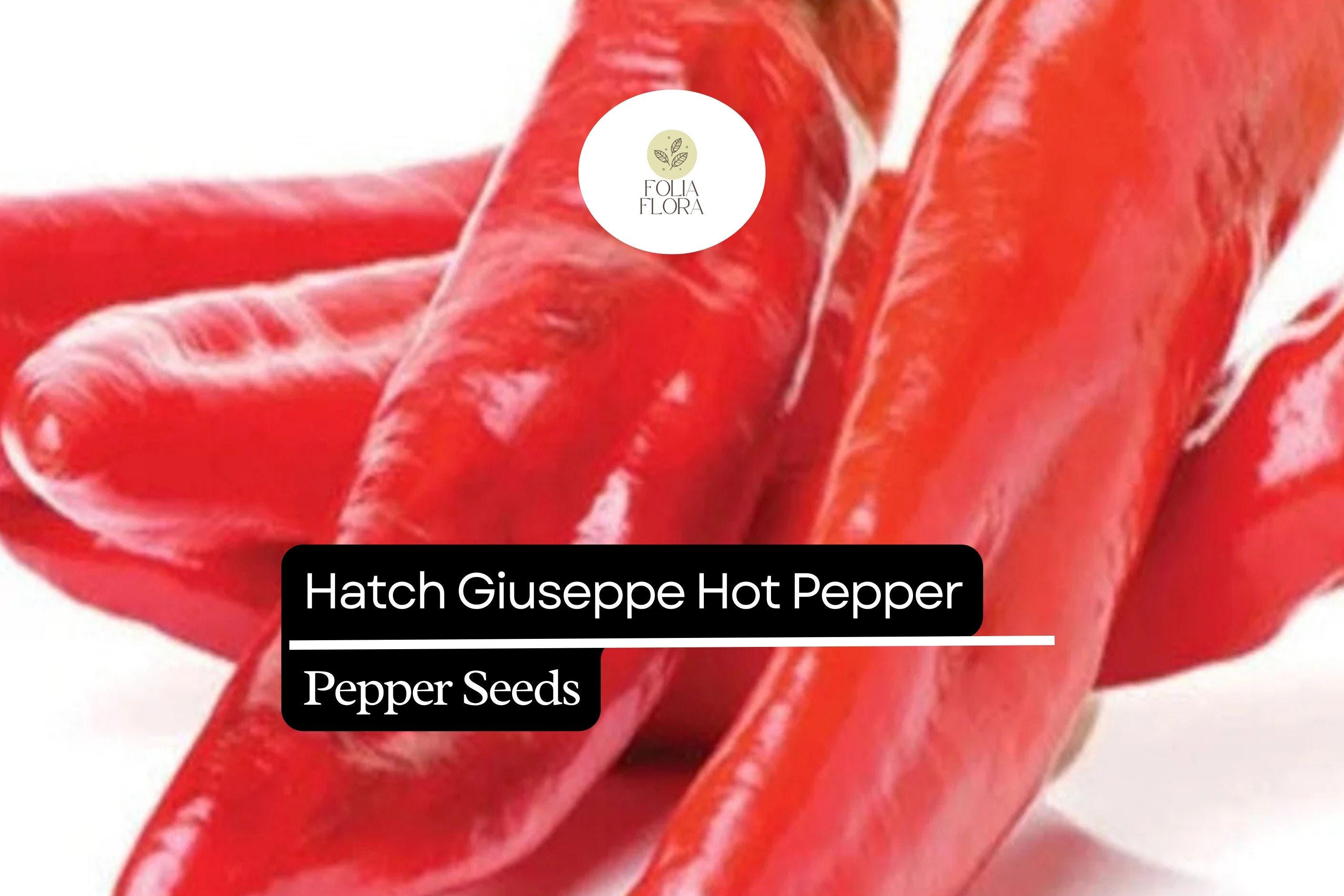 Hatch Giuzeppi Pepper Seeds | Medium Heat, Capsicum Annuum