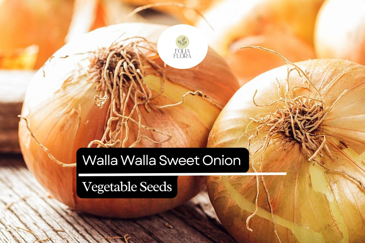 Walla Walla Sweet Onion Seeds | 250mg, Easy Grow