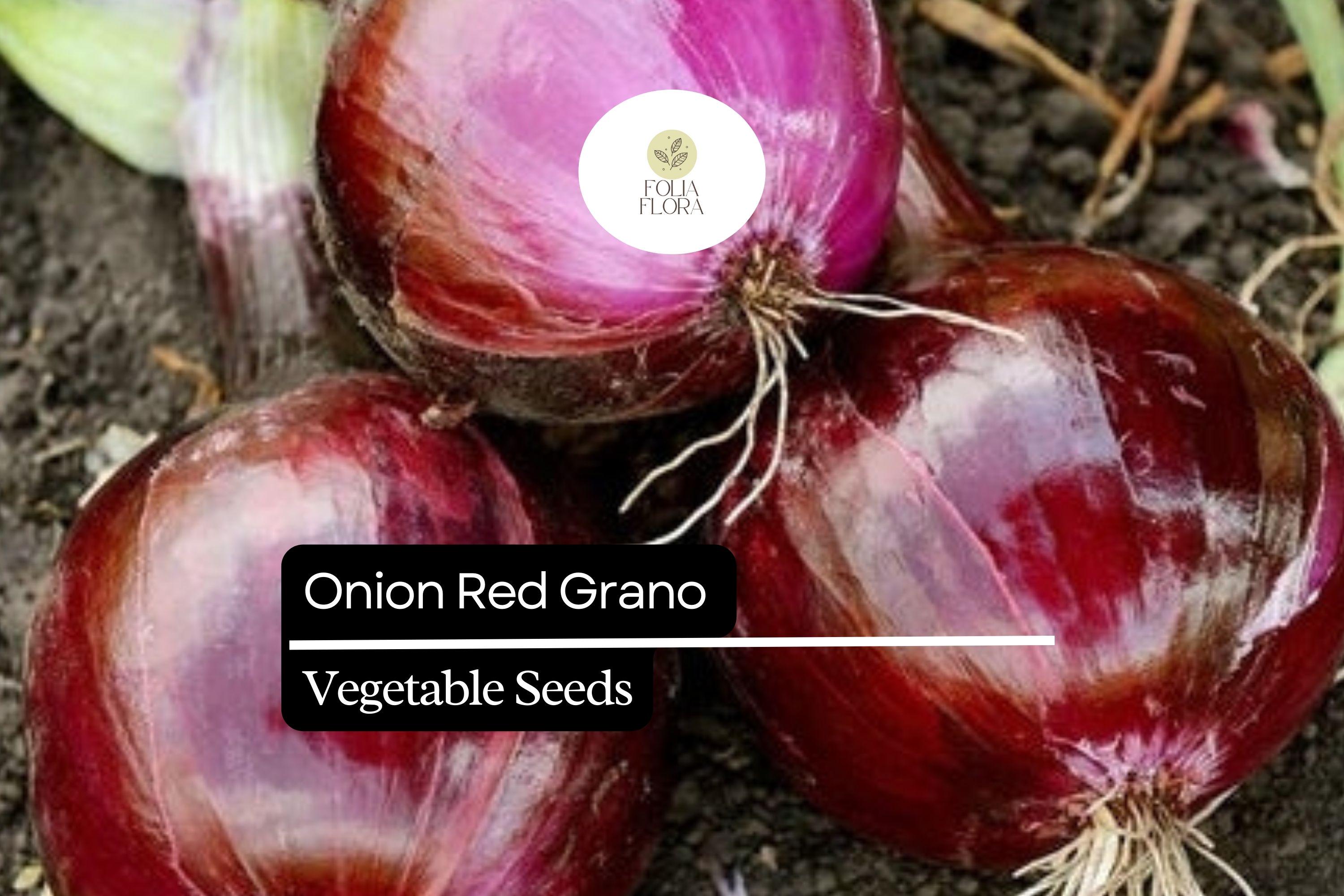 250mg Red Grano Onion Seeds | Allium cepa, Mild Sweet Flavor
