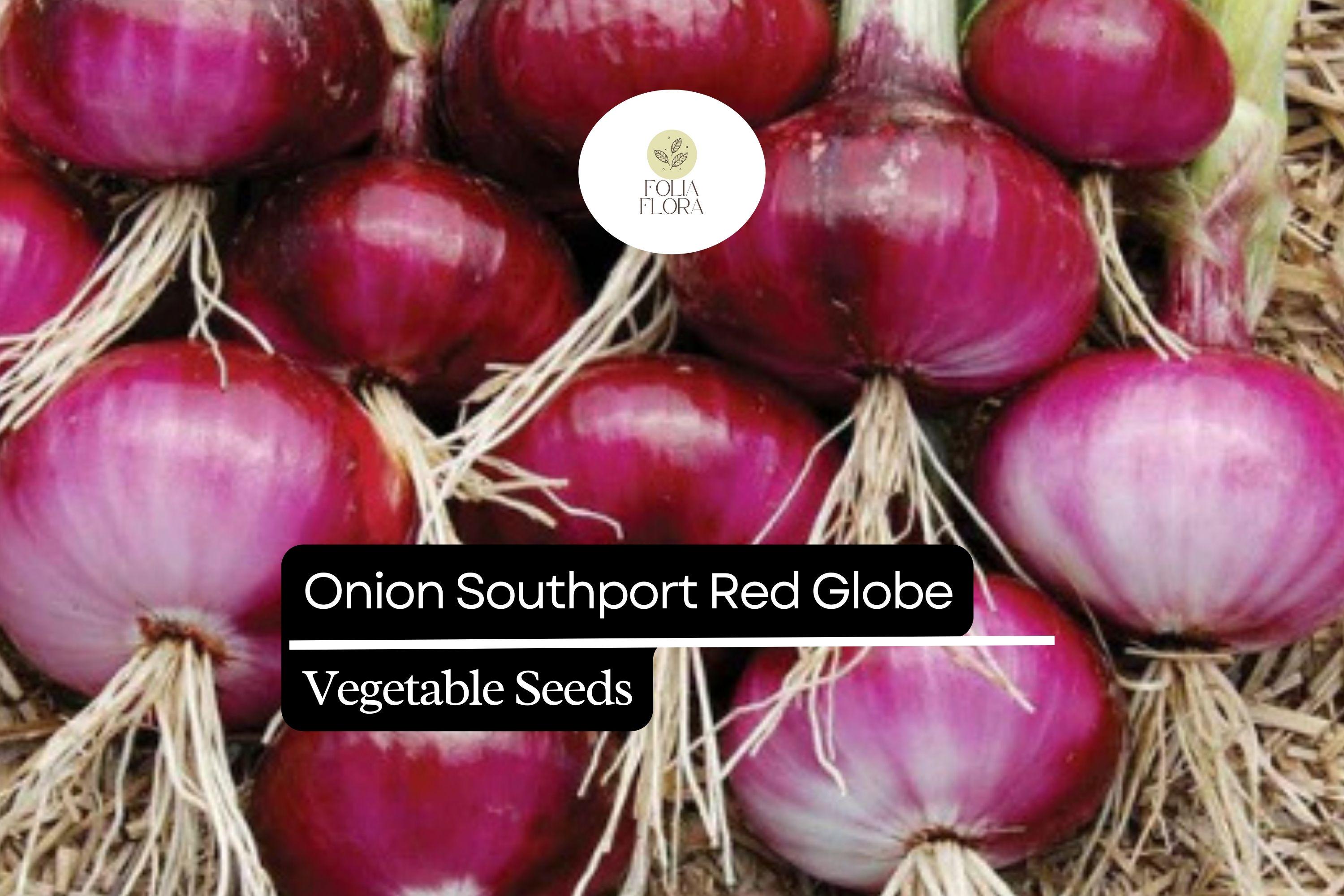 Southport Red Globe Onion Seeds | Heirloom Allium Cepa, 250mg