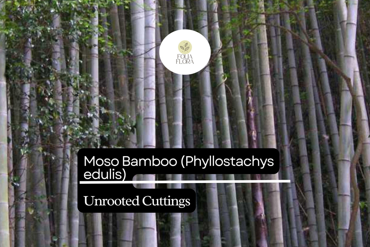 1 Unrooted Cuttings Moso Bamboo Plant (Phyllostachys edulis) Big Live Plant for Garden