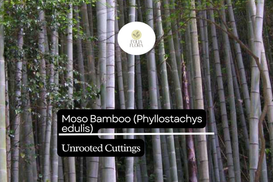 1 Unrooted Cuttings Moso Bamboo Plant (Phyllostachys edulis) Big Live Plant for Garden