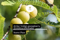 1 Starter Plant Amla (Emblica officinalis) 12"-24" Live Indian Gooseberry Tree for Gardens