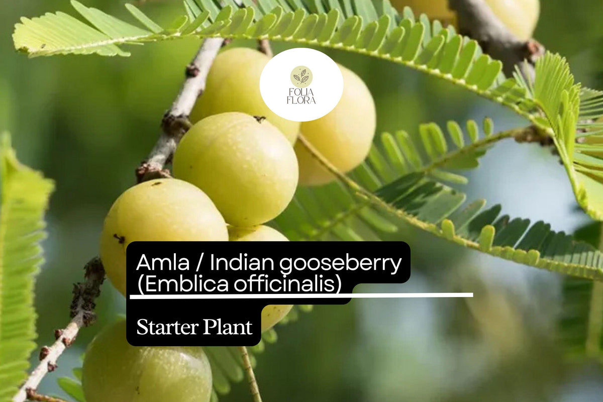 1 Starter Plant Amla (Emblica officinalis) 12"-24" Live Indian Gooseberry Tree for Gardens