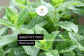 30mg Spearmint Herb Seeds | Mentha spicata Aromatic Culinary Herb | Fresh & Medicinal Mint for Garden