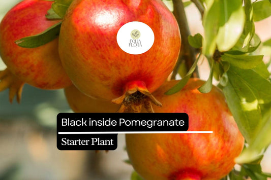 Black Inside Pomegranate Tree Starter Plant (10-24")