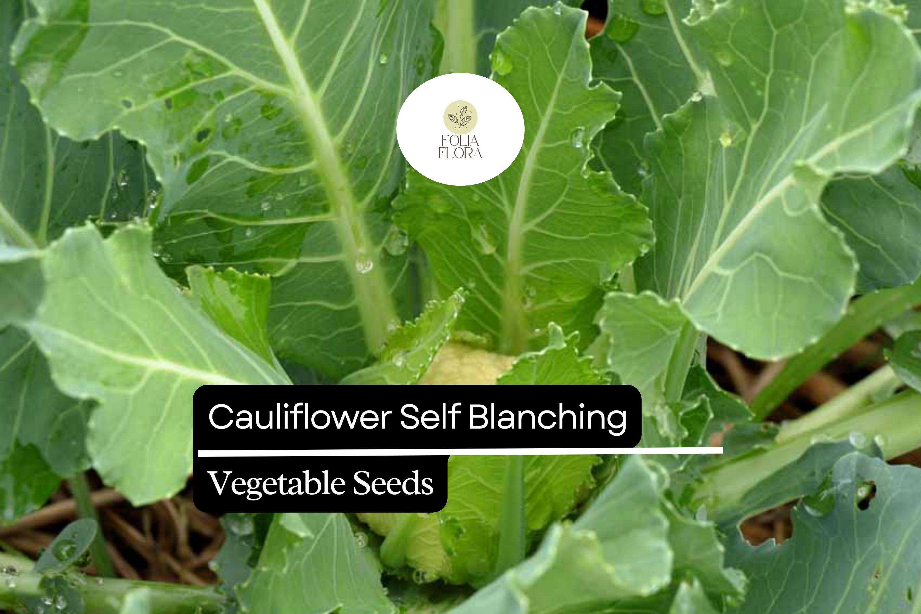 1g Cauliflower Self-Blanching Seeds | Brassica oleracea | Easy-Grow, Mild Flavor Vegetable