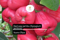 1 Starter Plant Red Wax Jambu Tree (Syzygium jambos) Live Fruit Tree 12â€³-24â€³