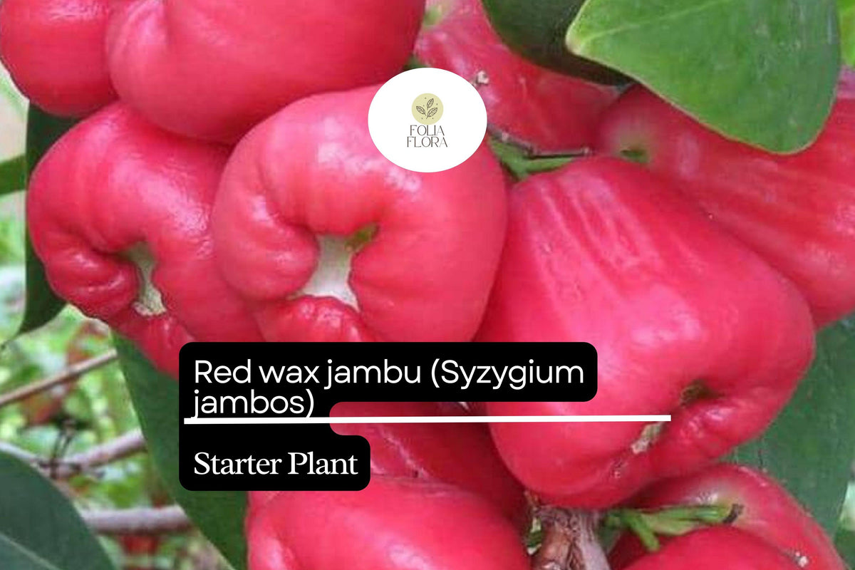 1 Starter Plant Red Wax Jambu Tree (Syzygium jambos) Live Fruit Tree 12â€³-24â€³