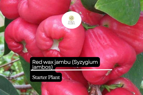 1 Starter Plant Red Wax Jambu Tree (Syzygium jambos) Live Fruit Tree 12â€³-24â€³