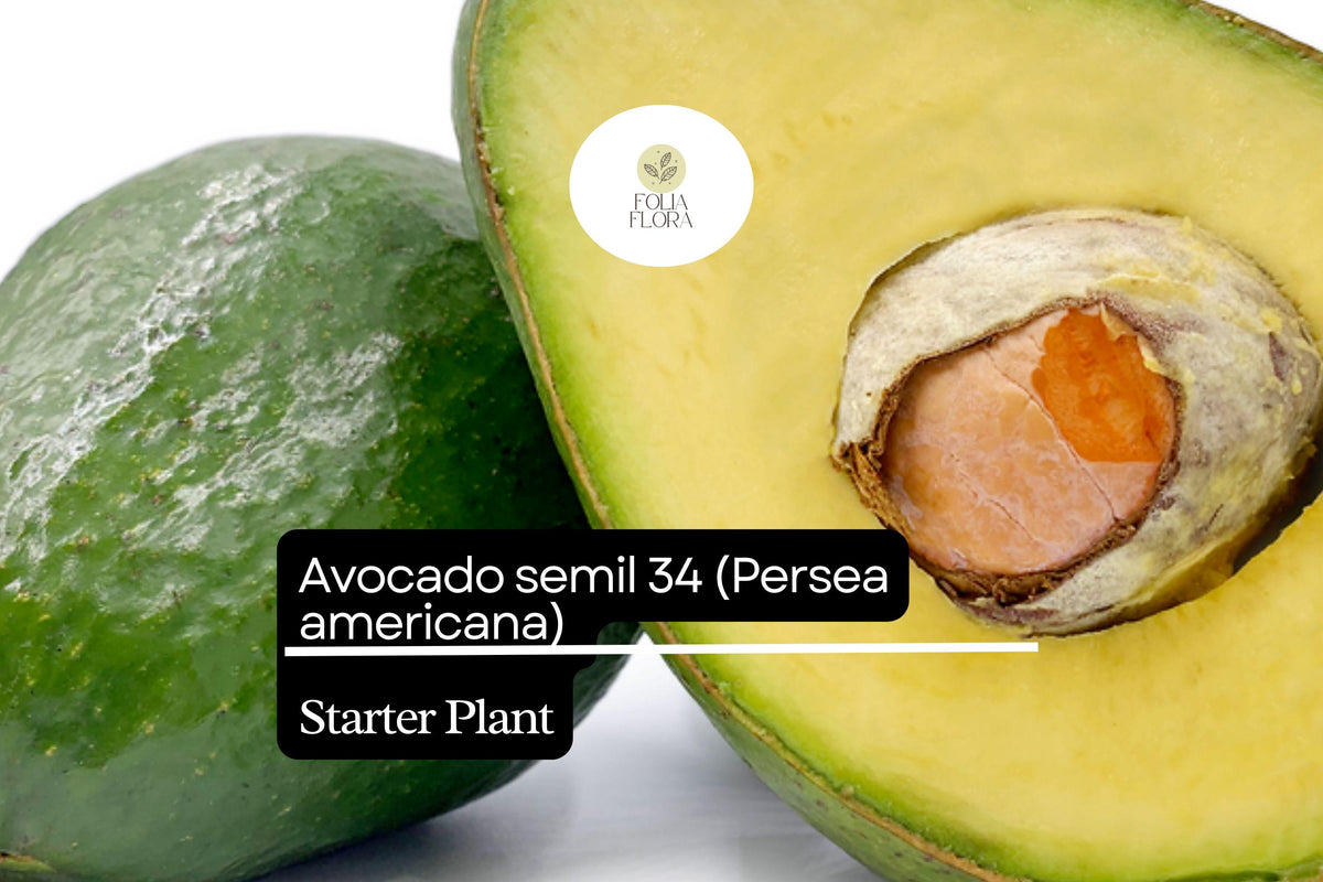 1 Avocado Semil 34 (Persea americana) Starter Plant â€“ Tropical Live Fruit Tree 12â€³-24â€³