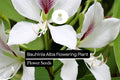 10 Bauhinia Alba Seeds | White Orchid Tree | Elegant Flowering Plant for Gardens