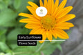 Early Sunflower Seeds | Bright Yellow Blooms, Pollinator-Friendly