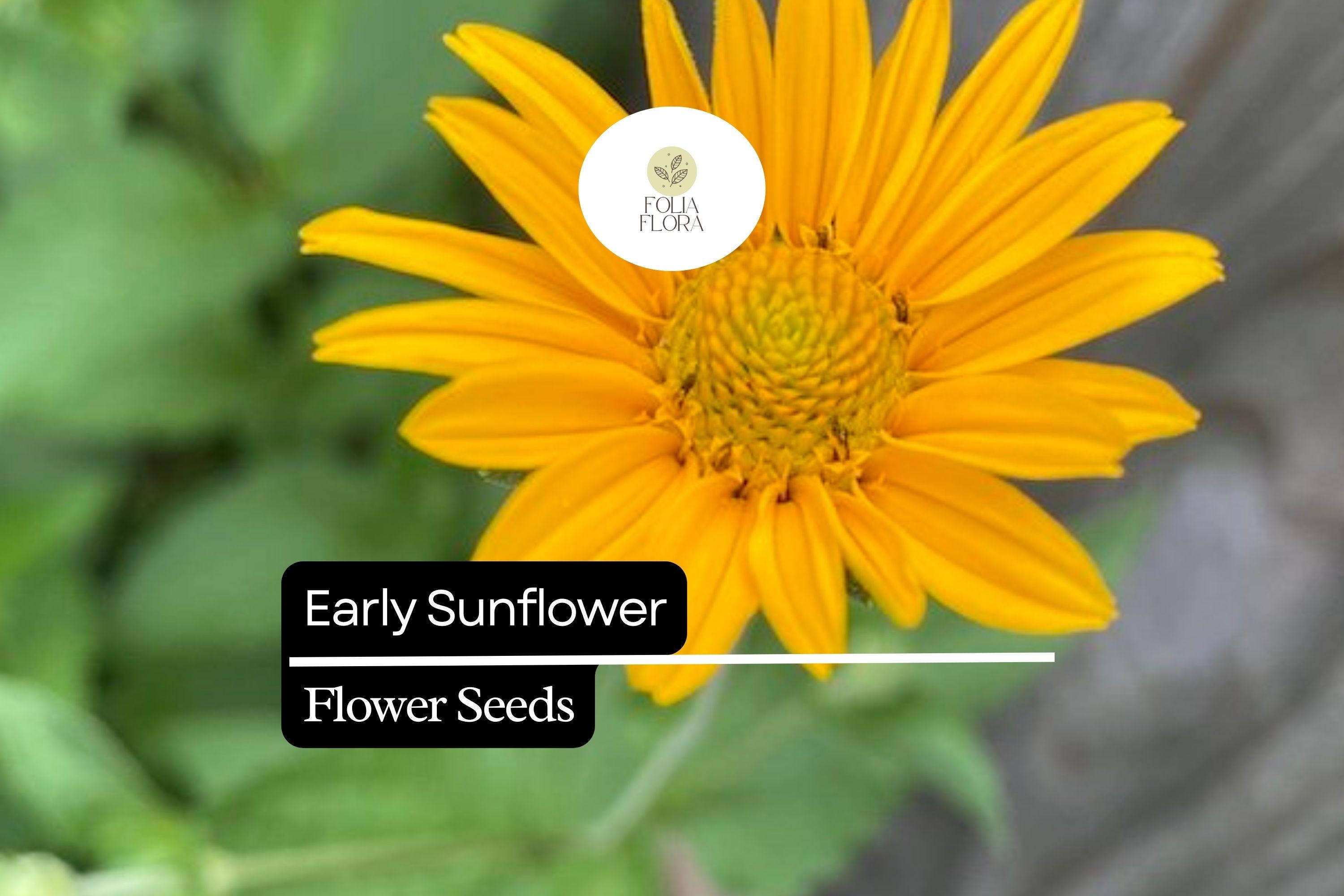 Early Sunflower Seeds | Bright Yellow Blooms, Pollinator-Friendly