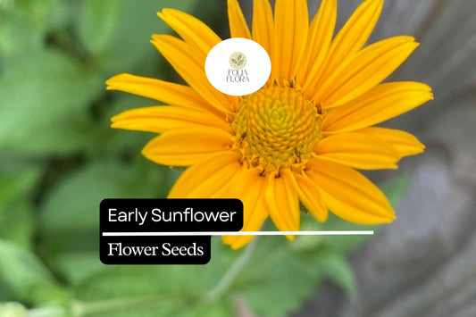 Early Sunflower Seeds | Bright Yellow Blooms, Pollinator-Friendly