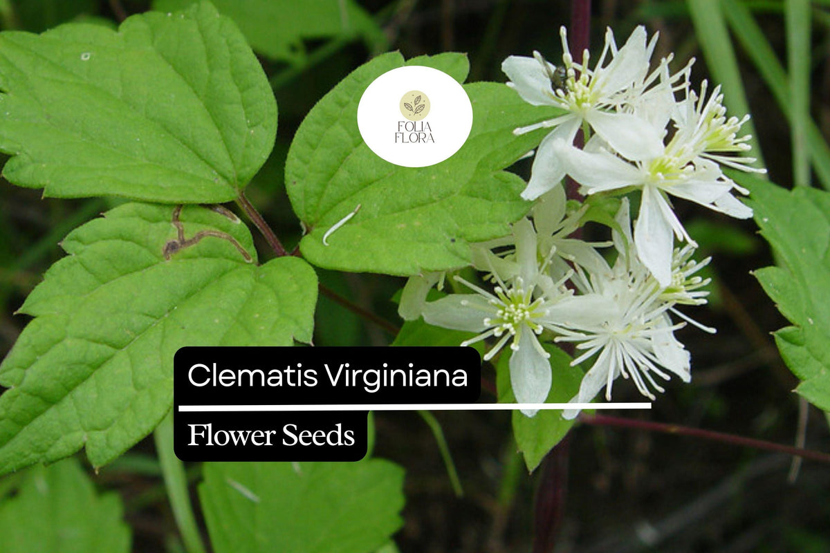 100mg Clematis virginiana Virgin's Bower Seeds - Fragrant Climbing Flowering Vine