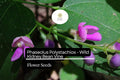 5 Seeds Phaseolus polystachios - Wild Kidney Bean Vine, Native Perennial Climber