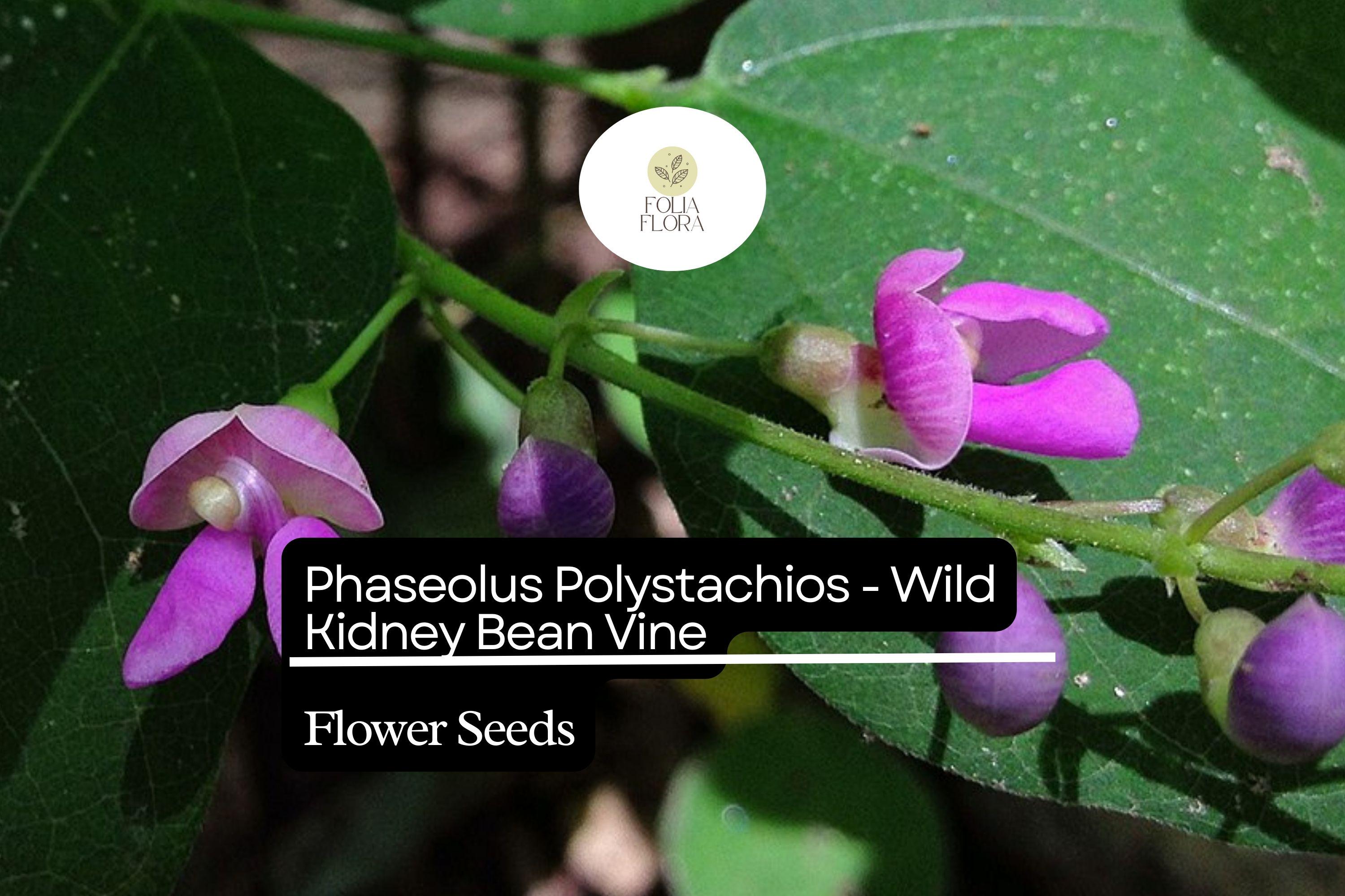5 Seeds Phaseolus polystachios - Wild Kidney Bean Vine, Native Perennial Climber