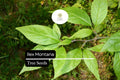 500mg Ilex Montana, Mountain Holly, Evergreen Shrub Seeds, Hardy Berry Plant