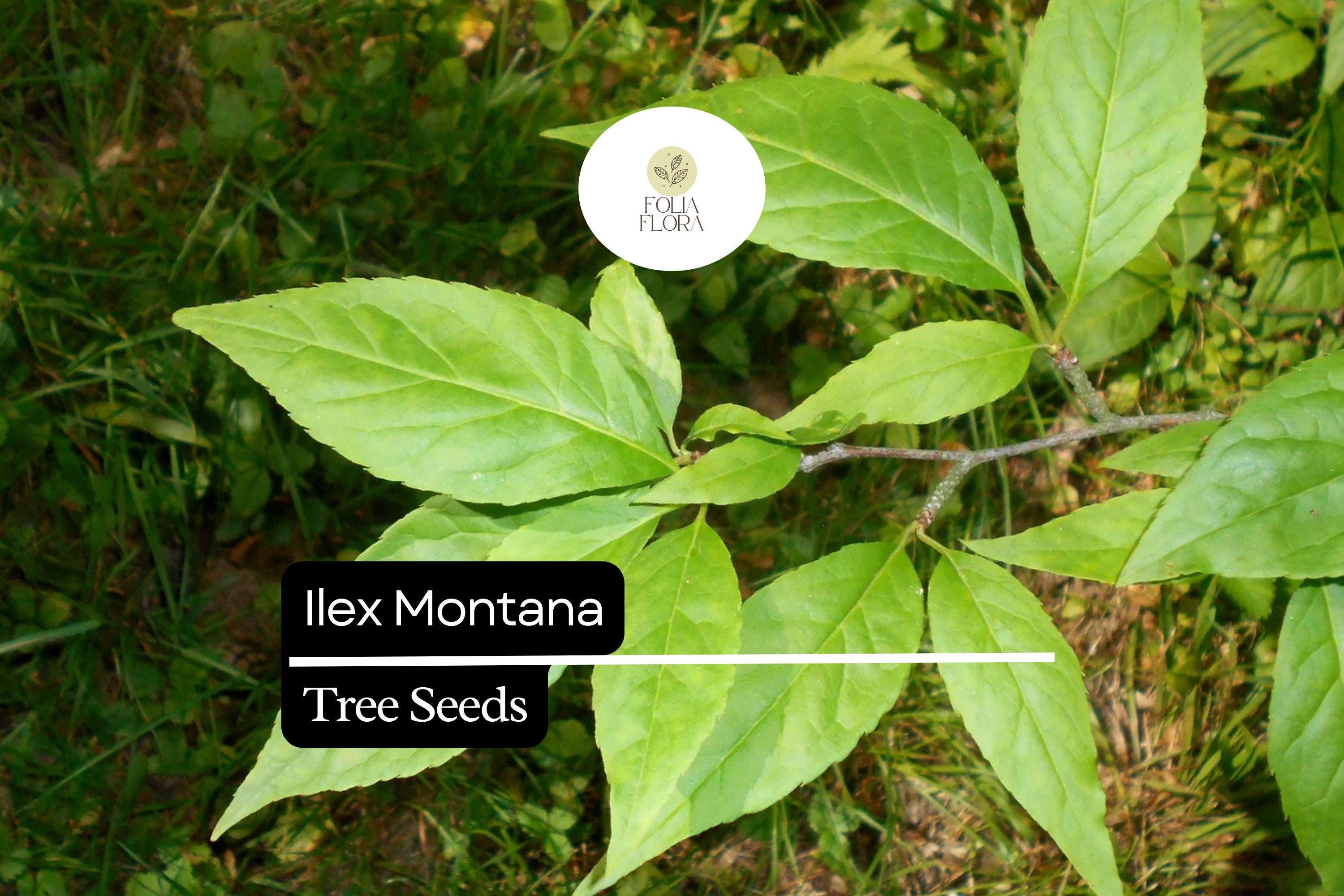 500mg Ilex Montana, Mountain Holly, Evergreen Shrub Seeds, Hardy Berry Plant