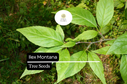 500mg Ilex Montana, Mountain Holly, Evergreen Shrub Seeds, Hardy Berry Plant