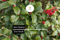 500mg Ilex Opaca, American Holly Seeds, Evergreen Tree with Red Berries