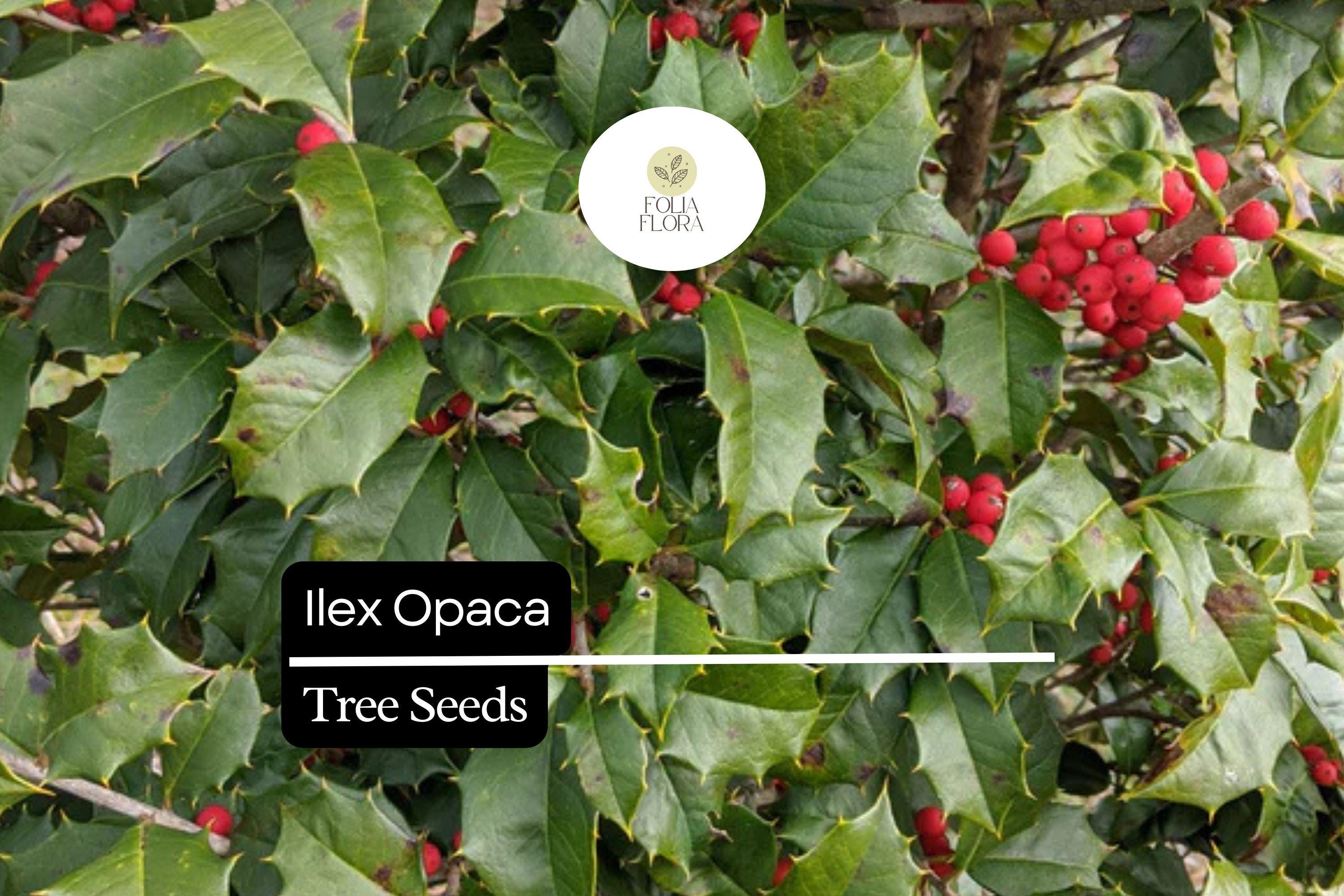 500mg Ilex Opaca, American Holly Seeds, Evergreen Tree with Red Berries