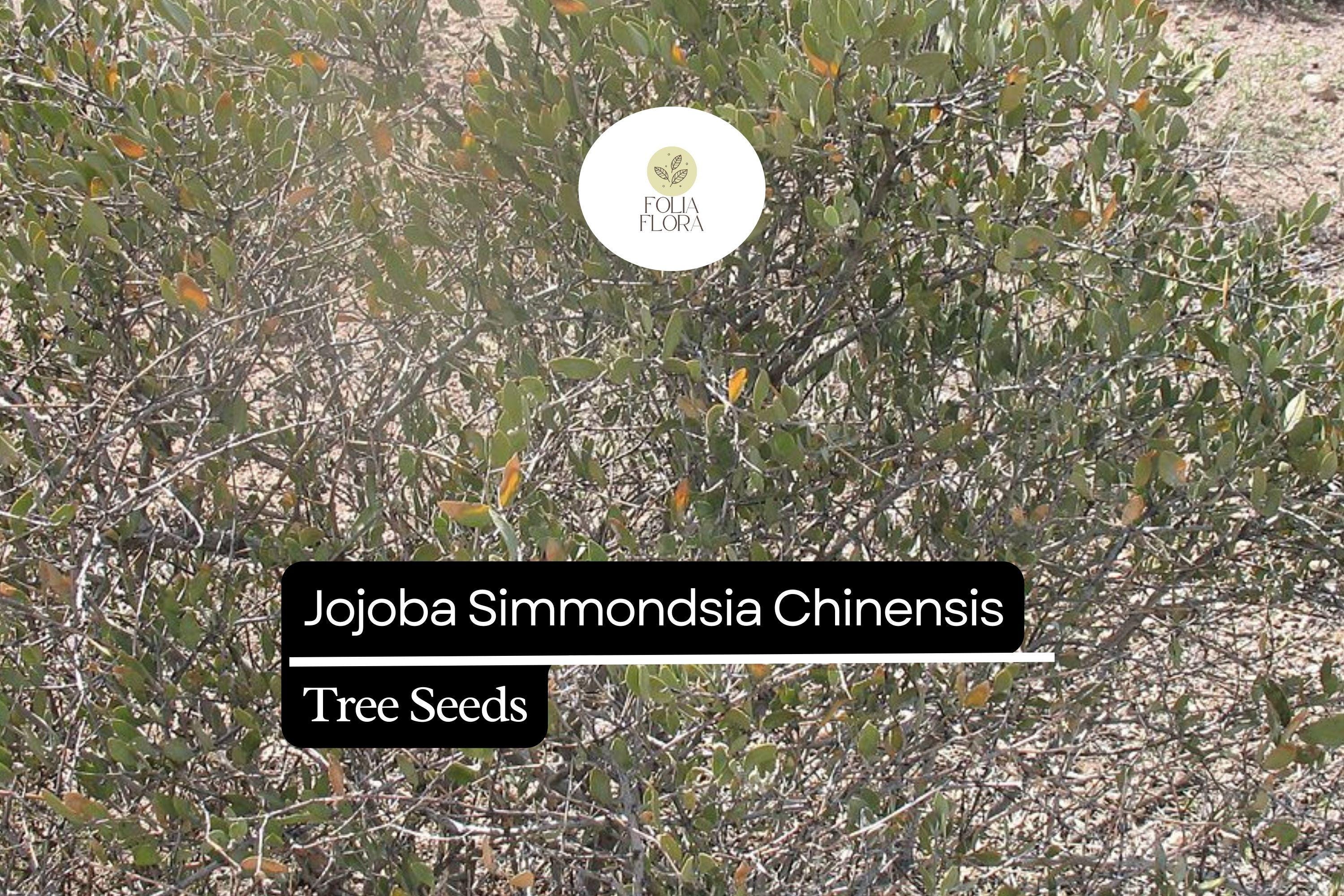 Jojoba Seeds | Drought-Tolerant, Oil-Rich (5pcs)