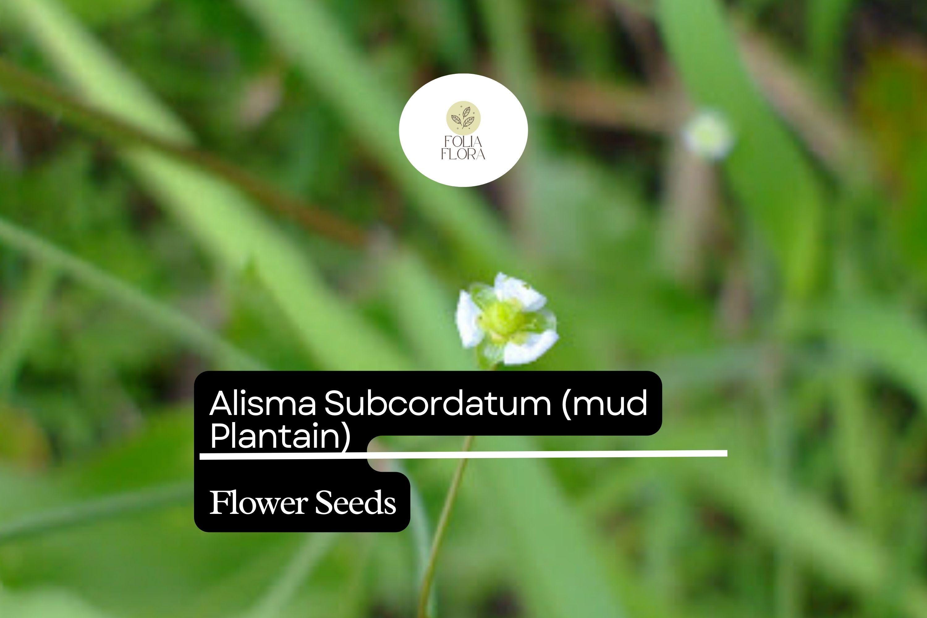 Mud Plantain Seeds | Alisma subcordatum, Aquatic Perennial