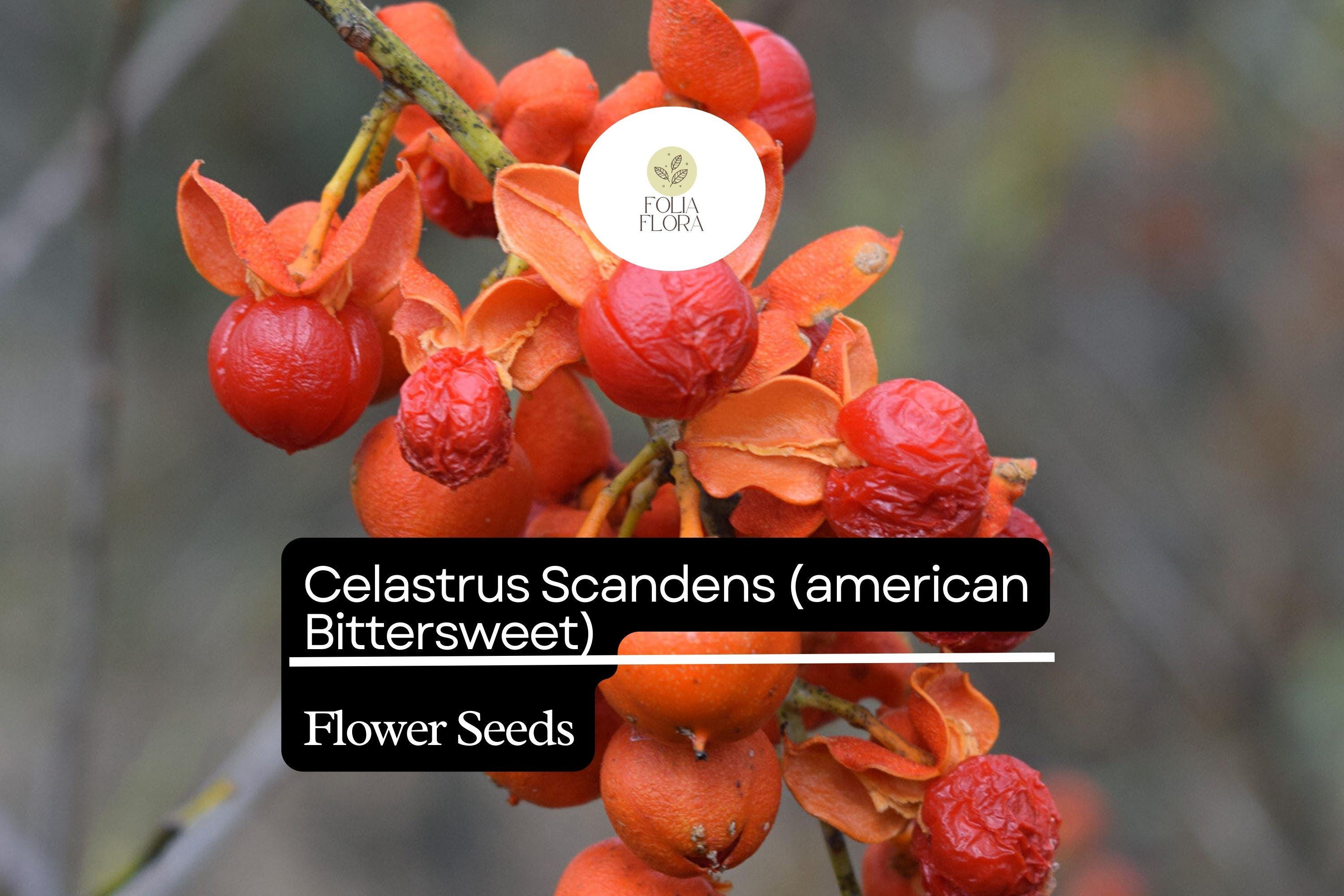 500mg Celastrus Scandens Seeds, American Bittersweet, Native Vine with Vibrant Orange Berries