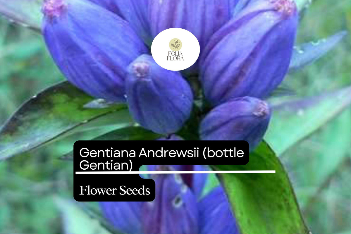 100mg Gentiana Andrewsii Seeds, Bottle Gentian, Unique Native Wildflower for Pollinators