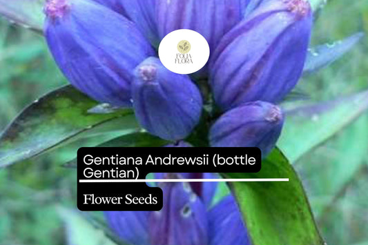 100mg Gentiana Andrewsii Seeds, Bottle Gentian, Unique Native Wildflower for Pollinators