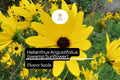 Swamp Sunflower Seeds | Helianthus Angustifolius, Native Wildflower