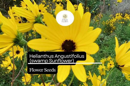Swamp Sunflower Seeds | Helianthus Angustifolius, Native Wildflower