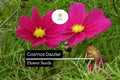1g Cosmos Dazzler Seeds, Bright Magenta Blooms, Hardy Annual Wildflower for Pollinator Gardens