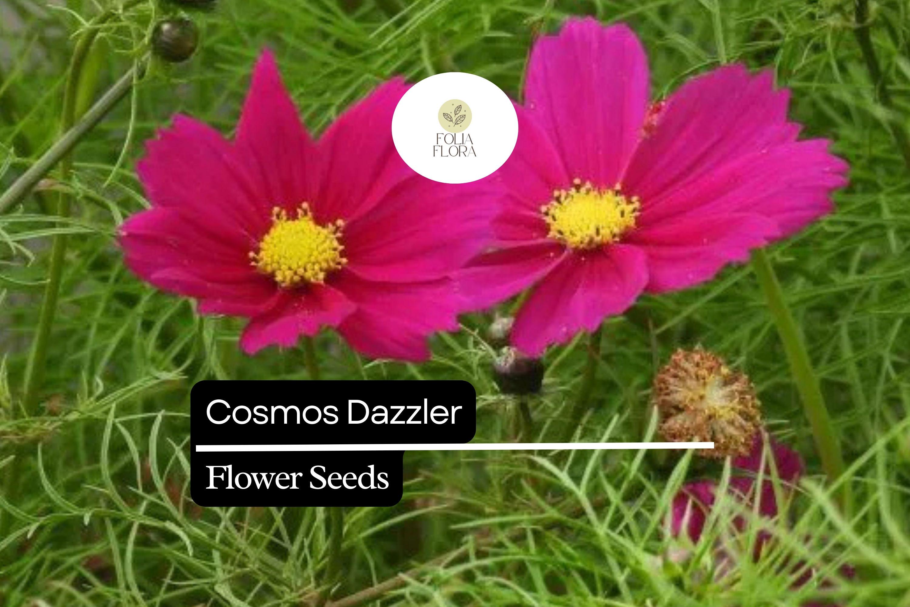 1g Cosmos Dazzler Seeds, Bright Magenta Blooms, Hardy Annual Wildflower for Pollinator Gardens