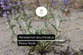 100mg Penstemon Acuminatus Seeds, Sharpleaf Penstemon, Drought-Tolerant Native Wildflower