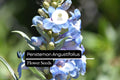 100mg Penstemon Angustifolius Seeds, Narrowleaf Penstemon, Drought-Tolerant Native Wildflower
