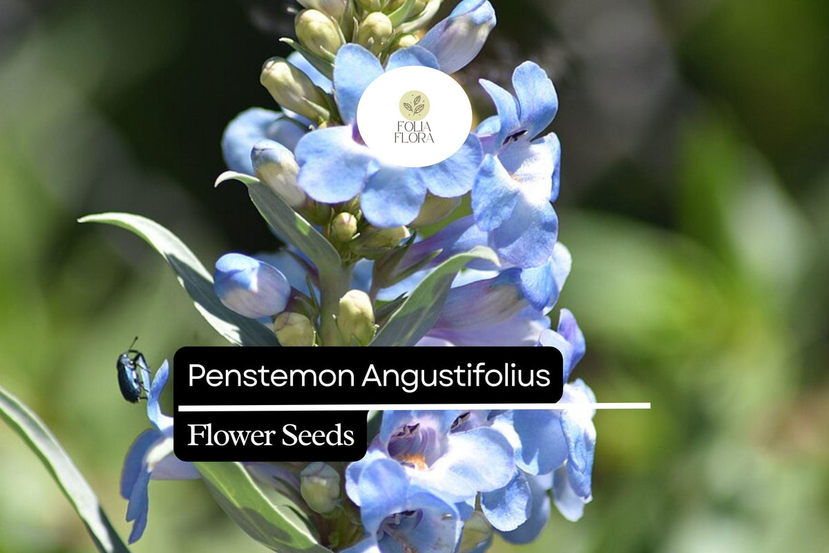 100mg Penstemon Angustifolius Seeds, Narrowleaf Penstemon, Drought-Tolerant Native Wildflower