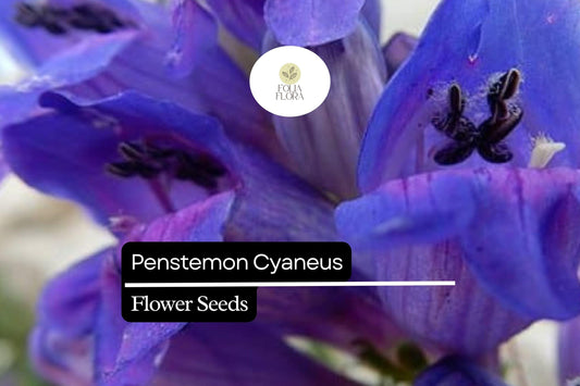 100mg Penstemon Cyaneus Seeds, Blue Penstemon, Drought-Tolerant Native Wildflower