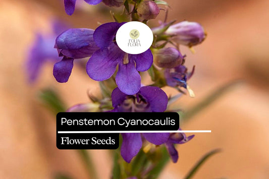100mg Penstemon Cyanocaulis Seeds, Bluestem Penstemon, Drought-Tolerant Native Wildflower