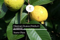 Mexican Guava Starter Plant, Live Tropical Fruit Tree (1-2')