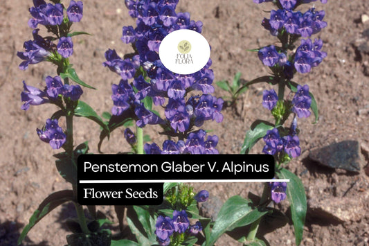 Alpine Smooth Penstemon Seeds, Native Wildflower, Rock Gardens
