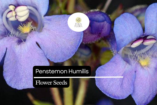 100mg Penstemon humilis - Low Beardtongue Seeds for Alpine Gardens, Pollinator-Friendly Wildflower