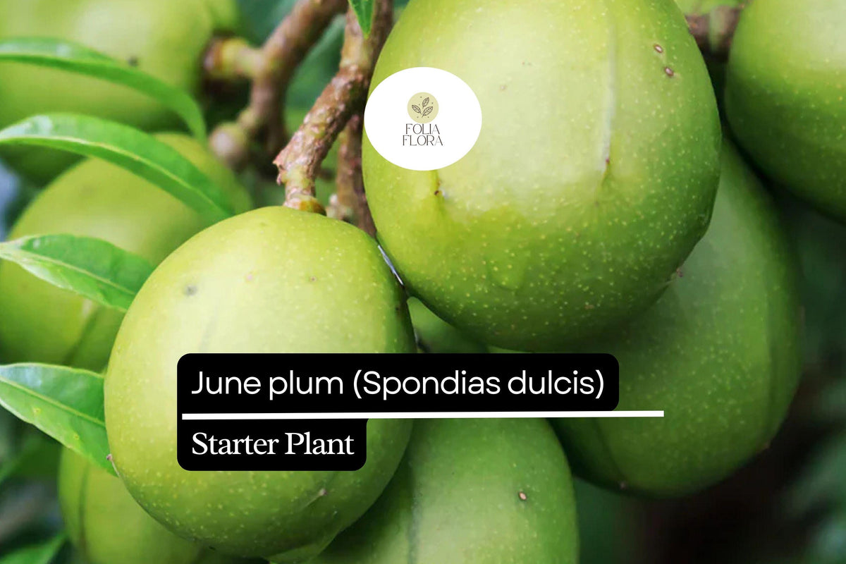 1 Starter Plant June Plum (Spondias dulcis) Tropical Fruit Tree 3â€™-4â€² Tall