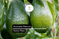Marcus Avocado Tree â€“ Tropical Fruit Starter Plant (1-2')