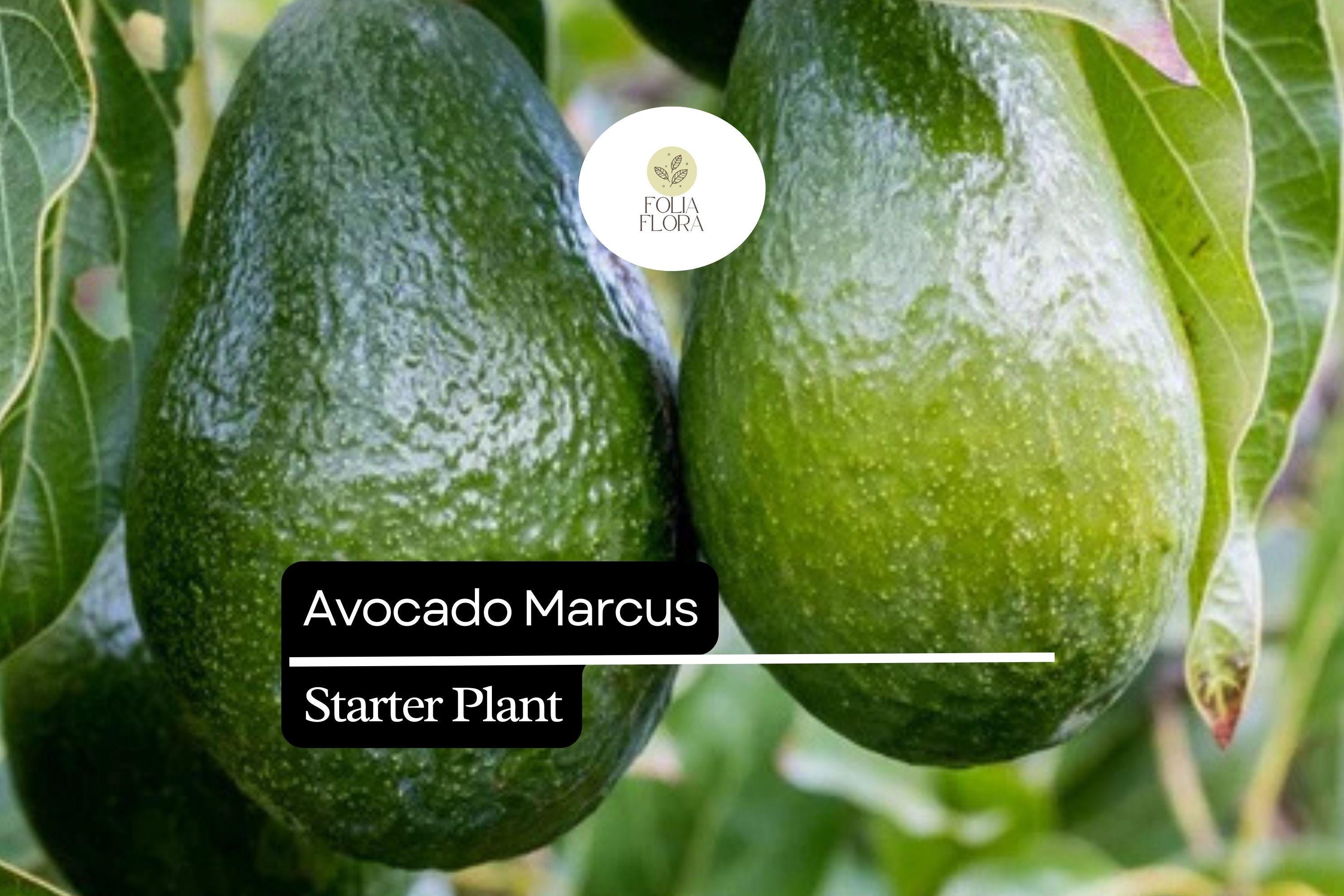 Marcus Avocado Tree â€“ Tropical Fruit Starter Plant (1-2')