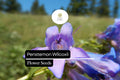 100mg Penstemon wilcoxii - Wilcox's Penstemon Seeds, Native Perennial Wildflower, Pollinator-Friendly