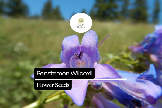 100mg Penstemon wilcoxii - Wilcox's Penstemon Seeds, Native Perennial Wildflower, Pollinator-Friendly