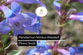 100mg Penstemon Nitidus Seeds, Waxleaf Penstemon, Drought-Tolerant Native Wildflower